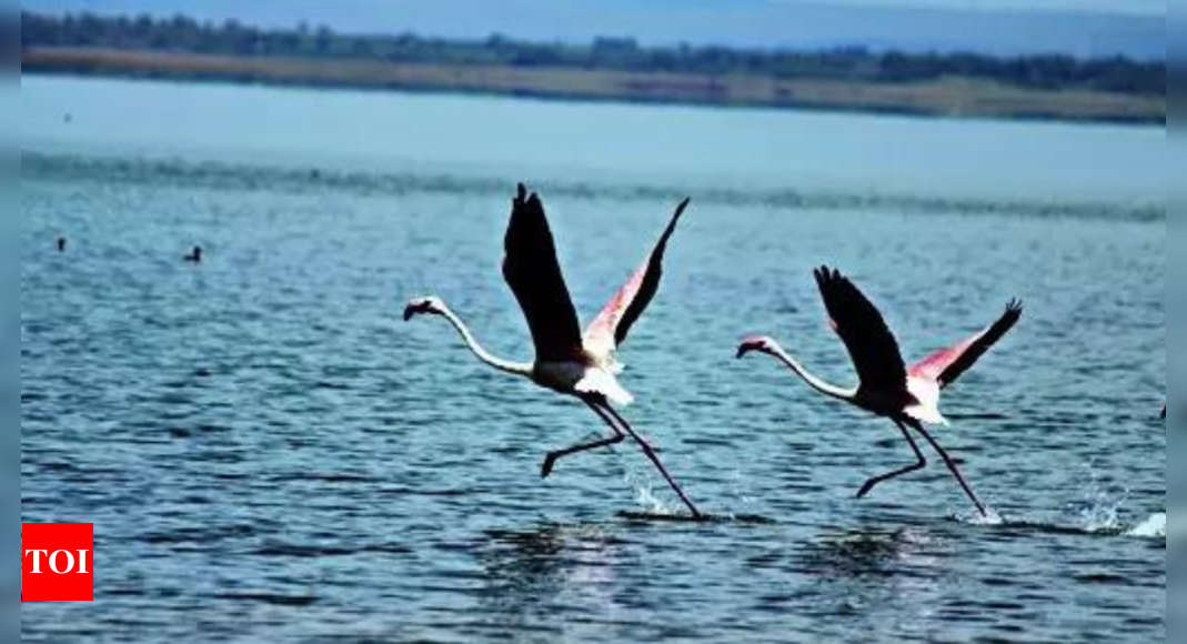 Water scarcity becomes a political issue in Telangana