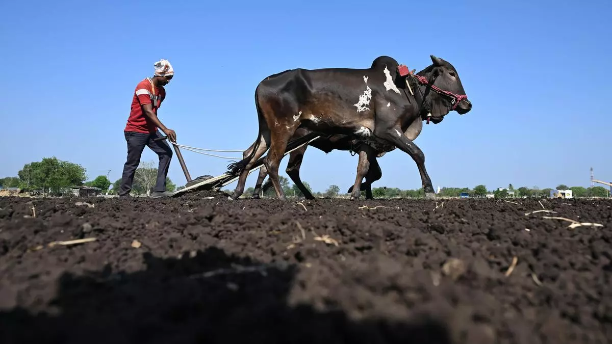 Young Farmer in Beed Faces Challenges of Drought and Maratha Reservation Issues