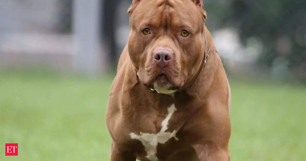 Tamil Nadu Bans 23 Ferocious Dog Breeds Including Pitbull Terrier