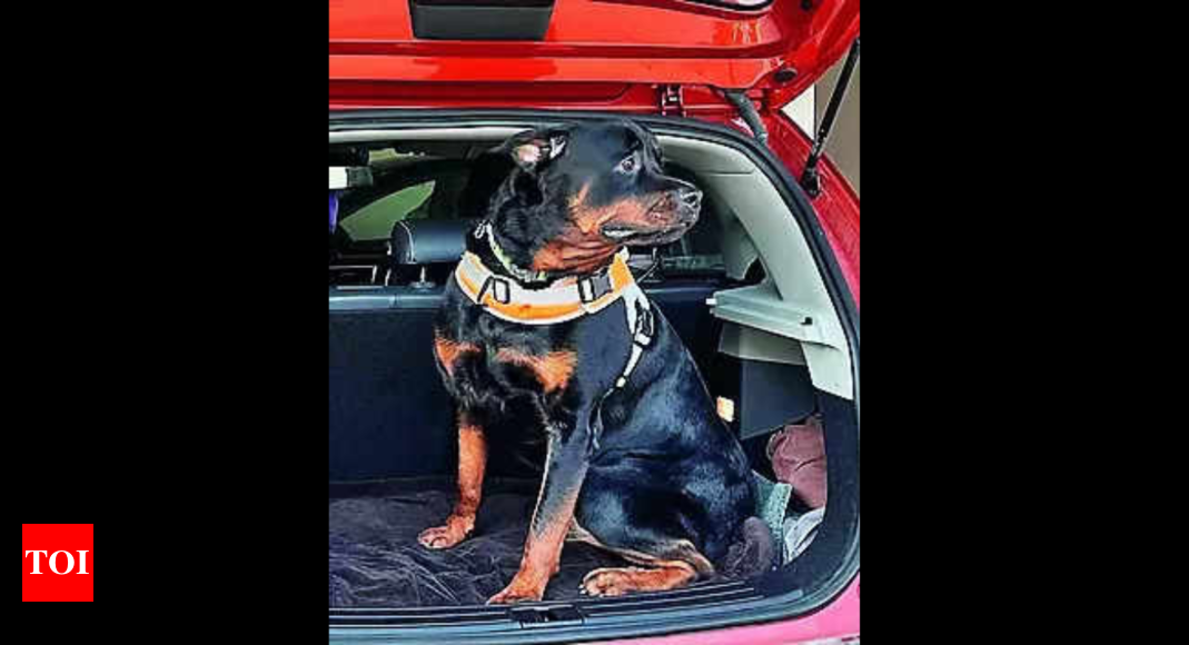 Rottweilers, Pet Owners, Cats Face the Heat Post Dog-Bite Incident